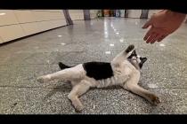 地下鉄の駅で人懐っこい猫に出会った