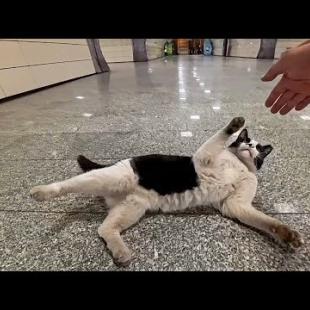 地下鉄の駅で人懐っこい猫に出会った