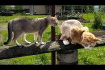 РЕАКЦИЯ ИНОПЛАНЕТНОГО КОТА НА МЕЙН-КУНА / Новая стрижка мейн куна Тео