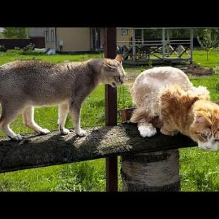 РЕАКЦИЯ ИНОПЛАНЕТНОГО КОТА НА МЕЙН-КУНА / Новая стрижка мейн куна Тео