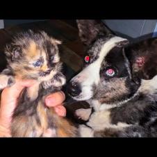 МЕЙН-КУН НАЯ РОДИЛА / Бобр привыкает к рукам / Свинья загавкала