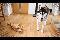 子猫を厳しく叱ったら犬を連れて仕返しにきた...