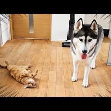 子猫を厳しく叱ったら犬を連れて仕返しにきた...