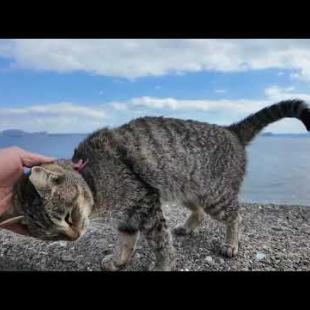 【今週のボツ動画】熊本・湯島と福岡の漁港で撮った未公開猫動画まとめて公開-unreleased video of this week-2025/2/3w