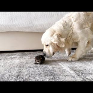 My Dog Confused by Meeting New Tiny Kitten!