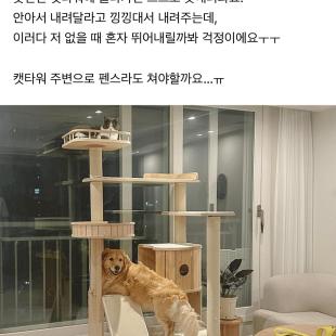 자꾸 캣타워에 올라가는 강아지