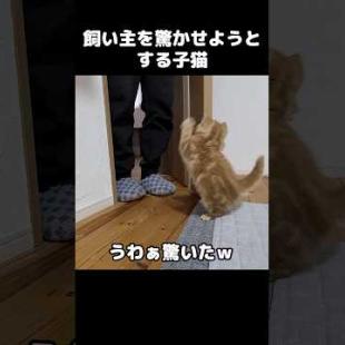 飼い主を驚かせようとする子猫がかわいい...#shorts