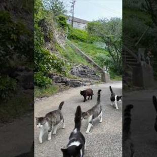 猫の集会が終わって帰っていく猫たち