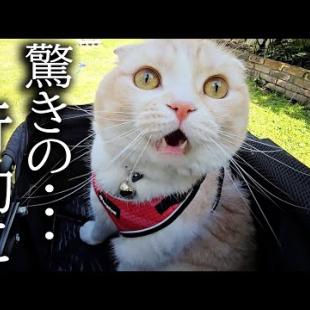 暖かいので猫と犬でお散歩したらこうなっちゃいました...