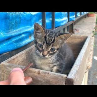 Homeless kitten siblings living on the street follow me to play