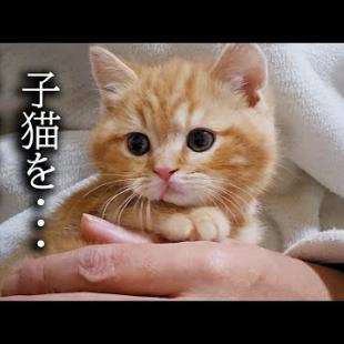 【ご報告】売れ残った子猫を連れ帰ったら先住猫と犬が大変なことに...