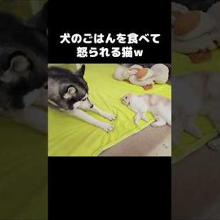 犬のごはんを食べて怒られる猫...笑#shorts