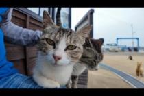 猫島に着いてフェリーを降りると港の猫たちが出迎えてくれます
