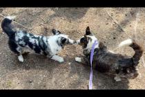 КОРГИ ФРОСТ НАШЕЛ БРАТА / Путешествие с собакой на Hello Camper