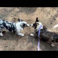 КОРГИ ФРОСТ НАШЕЛ БРАТА / Путешествие с собакой на Hello Camper