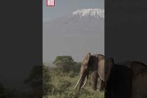 [독일 Bild紙] Das ist der größte Elefant der Welt #shorts