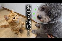 異常が見つかり急遽病院につれて行きました...