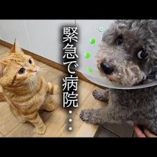 異常が見つかり急遽病院につれて行きました...