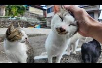 猫島の山の中腹の空き地に猫が大集合してた件🐾