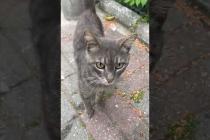 Handsome grey street cat meows for affection #shorts #catshorts #cat #cats #catsofyoutube #cute