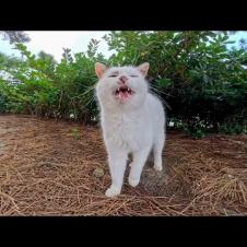 海辺の公園の会うと必ず挨拶してくる猫ちゃん、今日も出てきて挨拶してくる