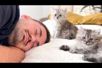 Tiny Kittens Wake Up a Sleeping Man