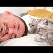 Tiny Kittens Wake Up a Sleeping Man