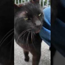道路脇にいた黒猫ちゃんがかわい過ぎる #ImpressedCatVideo #catisland #猫