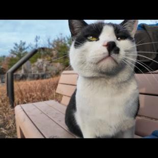 石碑の広場に猫がいたのでバイクを停めてナデナデしてきた
