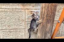 😹🌳 No Stopping! Naughty Kittens Chase, Climb and Jump in Show!