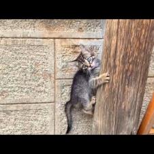 😹🌳 No Stopping! Naughty Kittens Chase, Climb and Jump in Show!