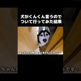 犬がくんくん言うのでついて行ってみた結果...笑#shorts