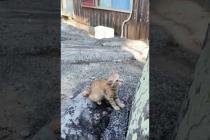 #ねこかわいいね