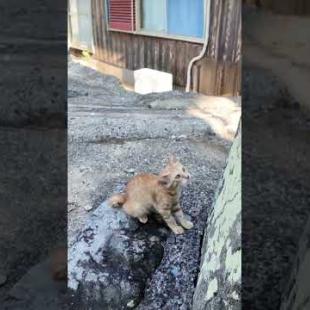 #ねこかわいいね