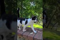 塀の上を歩く猫