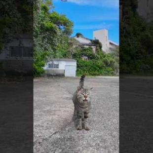 猫島の港で出会った猫たちと防波堤まで散歩する