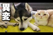 病院から戻ったハスキー犬の異変...