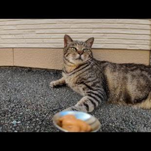 ちゅーるを前にしてもなかなか食べない慎重すぎる猫が可愛すぎる