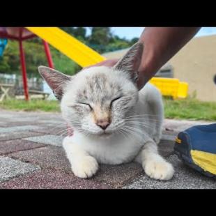 猫島の公園前で出会った猫が足元にすり寄ってきてカワイイ