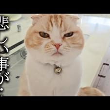 猫がニャーニャー騒ぐのでついて行くと衝撃的なことが...