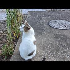 感動猫動画 のライブ配信