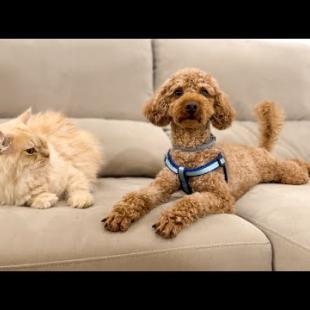 Funny Cat Reaction to Poodle Dog [Oscar sees him for the First Time]