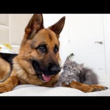 German Shepherd and Kitten Best Friends!