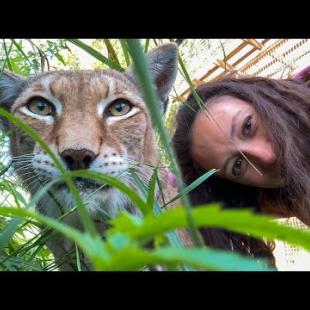 СПАСЕННАЯ РЫСЬ ОСМЕЛЕЛА / Подробности стройки вольеров