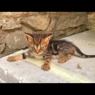 🐾😂 Laughter Guaranteed! A Cute Fight Has Started Between Two Little Kittens 😹