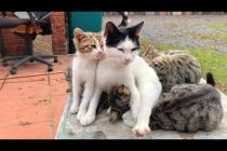 The kind-hearted mother cat protects her kittens from all threats that may come from outside