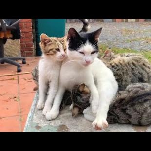 The kind-hearted mother cat protects her kittens from all threats that may come from outside
