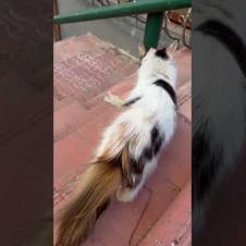 This Cat Is Telling Me Something! 😻 Is It a Talking Cat?!🐾#shorts #streetcat #kitten  #cat #catvideo