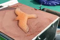 연날리기 축제에 참가한 공대생