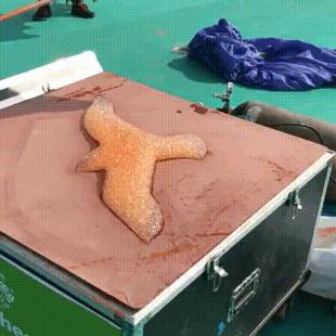 연날리기 축제에 참가한 공대생